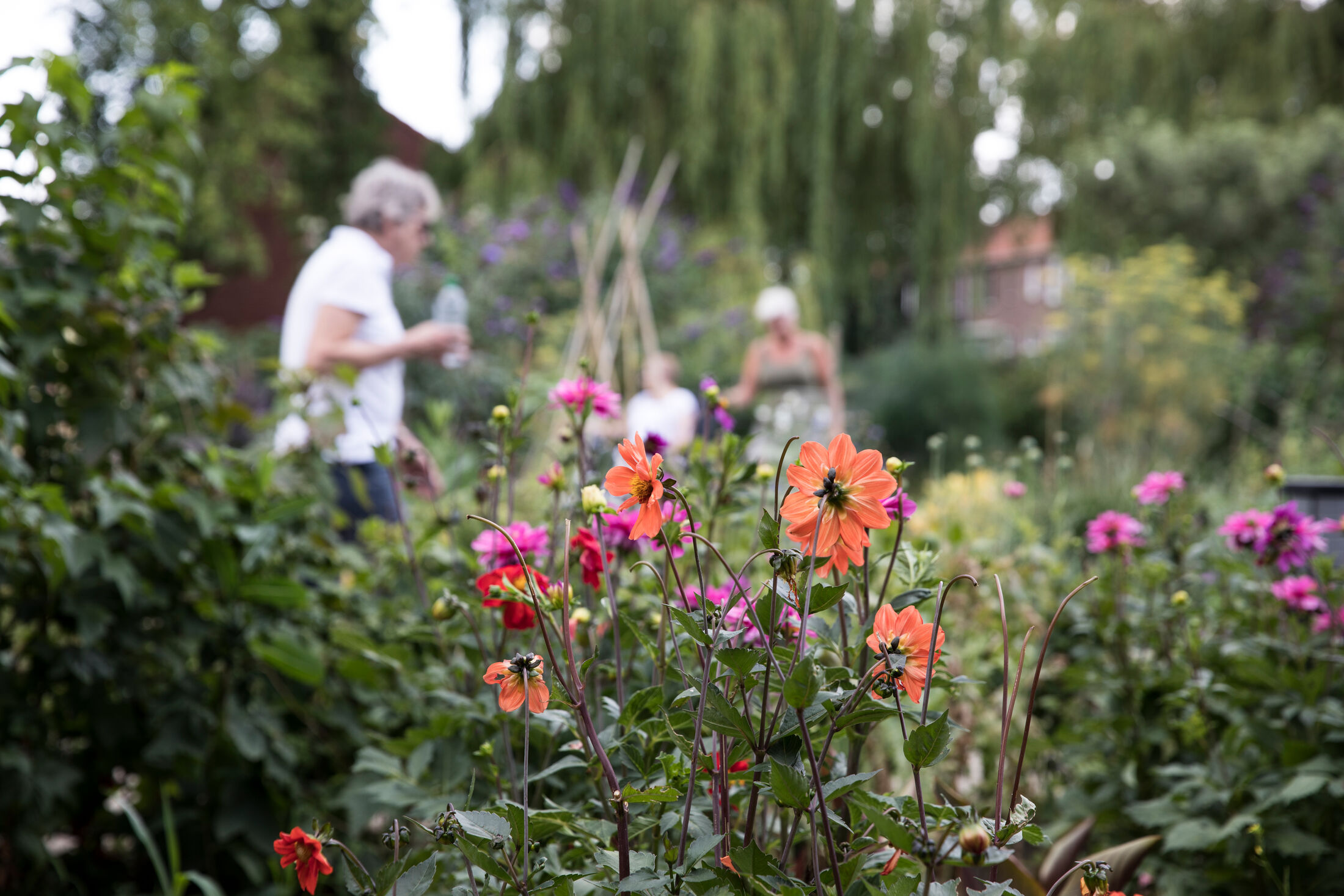 bloemen met hoge planten in tuin met op achtergrond drie mensen